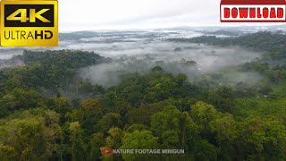 🎁4K Mystic and foggy drone flight over canopy tropical rainforest Sal Guiana | DAILY NATURE FOOTAGE