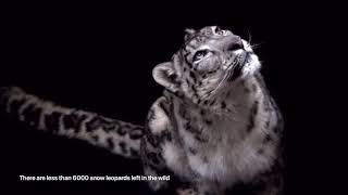 Amazing ‘Snow leopard’ - #WWF