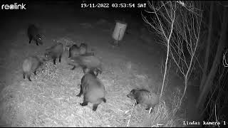 Huge Hog Family Coming to a Feeding Place