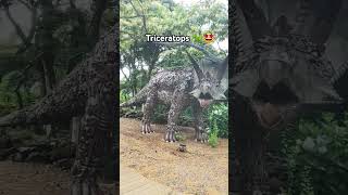 Triceratops 🦖🤩🥰 #dinosaur #fun #themepark #explore #shorts