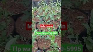 jual bunga melati Jasmin TLP wa 085647605995#melatijasmin