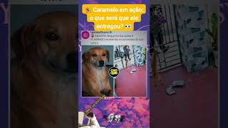 ASSISTA: Doguinho Caramelo é FLAGRADO recebendo encomendas de sua tutora. #fofoca #viraliza #feed