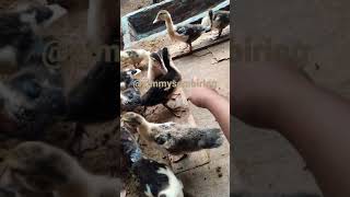 Serangan Anak Entok Galak #ternak #ayam #ayamkampung #peternakan #peternakmuda