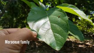 Ficus melinocarpa Blume, The Fig of Borneo