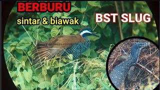 TERLALU SADIS BRO!! BERBURU SINTAR DAN BIAWAK