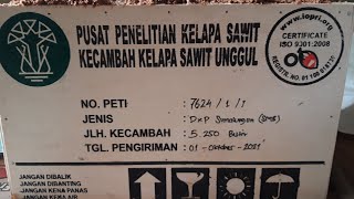 YANG DIPESAN AKHIRNYA DATANG ( KECAMBAH KELAPA SAWIT UNGGUL DATANG)