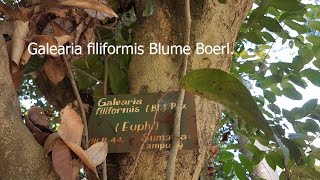 Galearia filiformis Blume Boerl plant from Sumatra, Indonesia