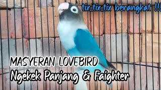 Suara Burung Lovebird NGEKEK PANJANG, Pancingan Lovebird PALING CEPAT BIKIN BUNYI