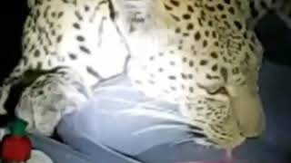 Leopard in the camp