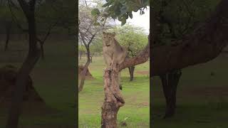 Trip to GIR FOREST | Gujurat | Bhavna Jasra | Lifestyle Influencer