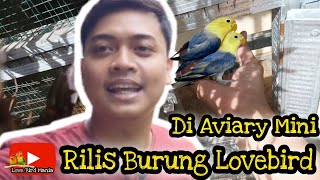 Rilis Burung Lovebird di kandang aviary mini - cara ternak lovebird koloni