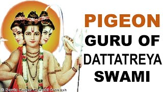 PIGEON IS 8TH GURU OF DATTATREYA SWAMI 24 GURUS