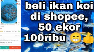 Bibit ikan koi beli di shopee