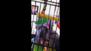 Parrot going crazy lol funny