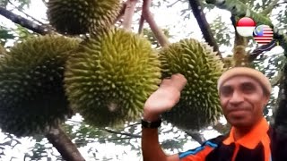 MEREVIEW DUA JENIS BUAH DURIAN MUSANGKING & BUAH DURIAN HITAM Gred A,B,C.& Bentuk Ukuran Buah Durian