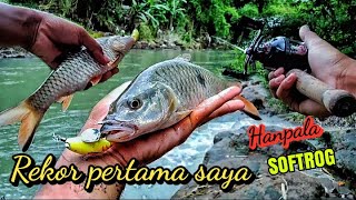 Hampala makan softfrog rekor pertama saya