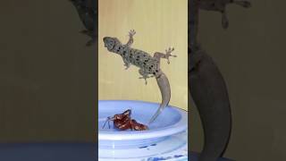 KASIHAN Liat Belalang Tua, TOKEK makan Cokelat aja Bosss #tokekrumah #gecko