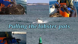 LOBSTER HUNTING Fishing for lobsters & brown crab