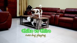 ANJING LUCU BERMAIN DIRUMAH |CUTE DOG PLAYING | FUNNY FIGHTING