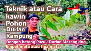 Teknik atau Cara Kawin Pohon Durian kampung dengan batang Pucuk 4 mata ,3 mata Durian Musangking.