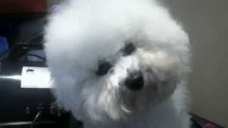 Cute Fluffy Bichon Puppy!