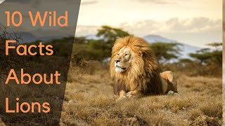 10 Wild Facts About Lions