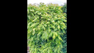 How to grow curry plants/Grow Curry plants in Melbourne #shorts #malayali