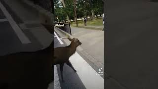 Nara, The City of Deer - Japan Vlog