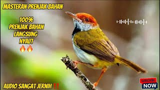 MASTERAN BURUNG PRENJAK ‼️SANGAT COCOK UNTUK PRENJAK BAHAN DAN SEMUA JENIS BURUNG LAINNYA 🔥#prenjak