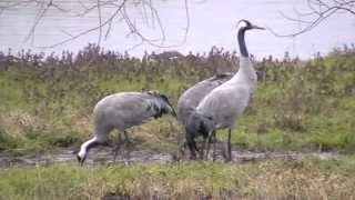 Grues cendrées au Lac du Der en Février