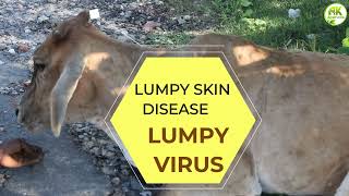 LIMPY SKIN DISEASE घरेलू उपचार व बचाव की सावधानिया |