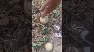 melon picking