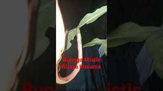 Bunga Wijaya Kusuma pas mekar