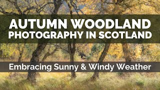 Autumn Woodland Photography. Embracing Sunny & Windy Weather