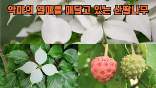 악마의 열매를 매달고 있는 산딸나무