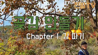 곶감 만들기 Chapter 1. 감따기(깎기 좋은 감을 땁니다)