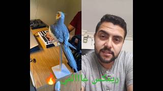 ريمكس البغبغان عاااالمي 😋 #birds #music