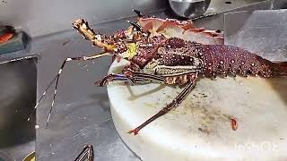 #Lobster live 1.5kg #steam garlic and #termidor yummy