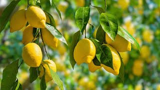 Addio alla COCCINIGLIA sui 🍋LIMONI IN VASO con l' olio di lino BIOLOGICO #garden #lemon #gardenideas