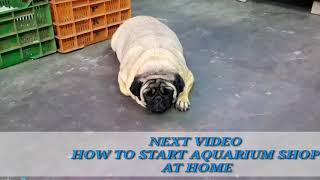 PUG funny video