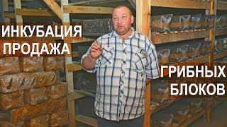 Подготовка субстрата и инкубациия грибных блоков. Продажа грибных блоков. Фермер Олег Топорков