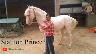 Prince of Nukra Stallion Prince