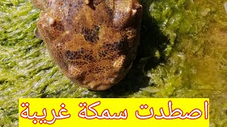 ليوم صيدت سمكة 🐡 غريبة تفرجو