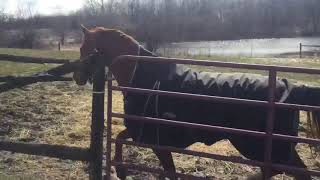 Using Cavallo Hoof Boots as Overboots to Keep your Metal Horseshoes On