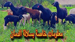 معلومات هامة خاصة بسلالة الدمان