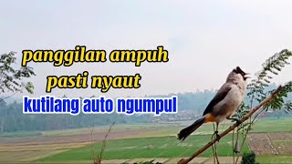 Panggilan Pikat Kutilang Terbaik,ampuh kutilang pasti nyaut,kutilang liar auto ngumpul