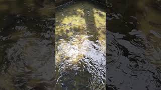 fish farm balya #shorts #ytshorts #fypシ #fish #fishfarming #viral #viralshorts @katelyubaraj972