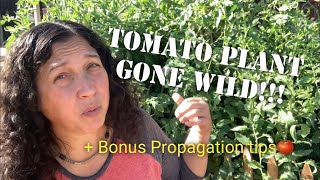 How to Prune a Rogue Tomato Plant + BONUS: Tomato Branch