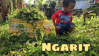 Mencari Rumput Bareng Truk Oleng || NGARIT