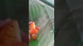 Ranchu goldfish